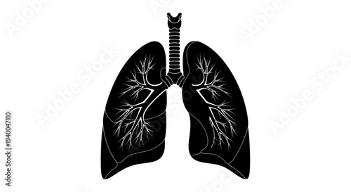 Illustration of human lungs and trachea with detailed bronchi anatomy