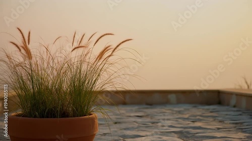 Golden hour light illuminates graceful potted ornamental grass