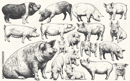 Pig farm animals vintage engraving hand drawn livestock illustration