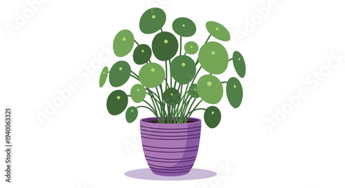 Pilea peperomioides also known as the Chinese money plant with round green leaves growing in a purple decorative pot.