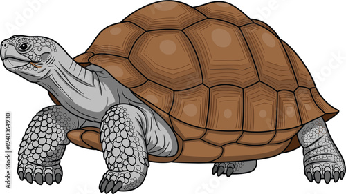 Detailed giant tortoise vector illustration with large brown shell and textured grey skin isolated on white background for wildlife nature reptile and longevity themed design projects