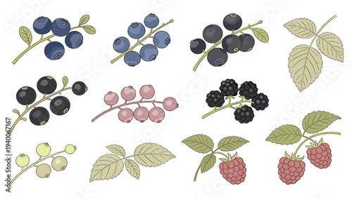 Collection of 12 Botanical Illustrations Featuring Blueberries, Blackberries, Red, Green, Pink Berries, and Leaves in Rows on White Background