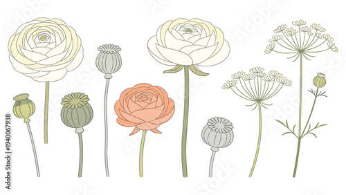 Elegant Stylized Set Element Botanical Floral Species Illustration Showcasing Variety of Bloom Stages and Color Gradients