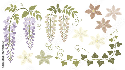 Digital botanical illustration of wisteria vine starflower clusters ivy and tendrils in three-part composition