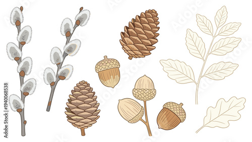 Botanical Floral Autumn Set Elements with Willows, Leaves, and Pinecones Collection Vector Art