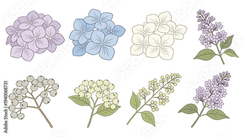 Botanical Set Element Hydrangea Flowers in Two Rows with Purple Blue White Green Variants