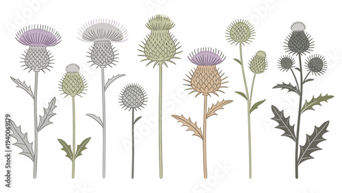 Stylized Thistle Plants in Diverse Styles and Colors on White Background for Graphic Design Use