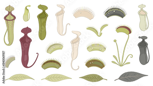 Botanical Illustration Set of Diverse Nepenthes Pitcher Plants in Artistic Stylized Realistic Styles, Concept _0265321236