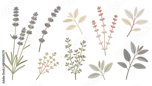 Set of Eight Botanical Illustrations Featuring Lavender, Herb, Flower, Leaf, Stem, and Species in Scientific Documentation Style