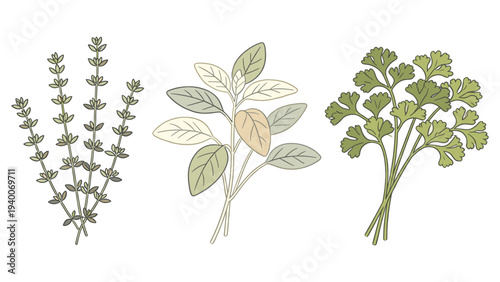Botanical Floral Species Set Element with Slender Stem Oval Leaves, Thicker Stem Rounded Leaves, and Sturdy Stem Bushy Top – Digital Illustration of Three Varied Plants in Horizontal Arrangement