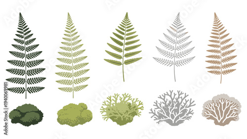 Ten Colorful Ferns and Fern-Like Plants in Two Rows with Diverse Styles (102 characters)