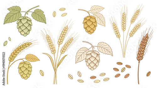 Set Element Botanical Floral Species of Beer Ingredients Horizontal Row Hops Wheat Barley Illustrations