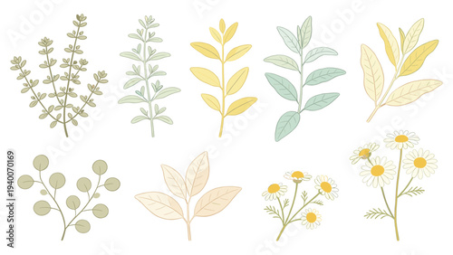 Botanical Floral Species Set with Eight Minimalist Greenery Illustrations Featuring Stems Leaves and Flowers in Elegance