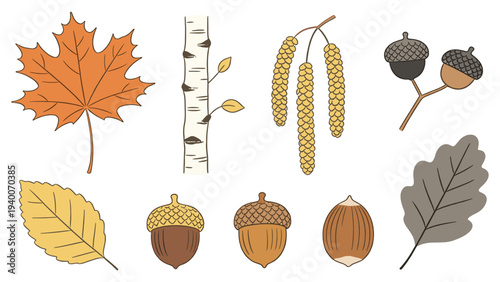 Maple Leaf, Birch Branch, Leaves, Acorns – Vibrant Cartoon Style and Bold Lines