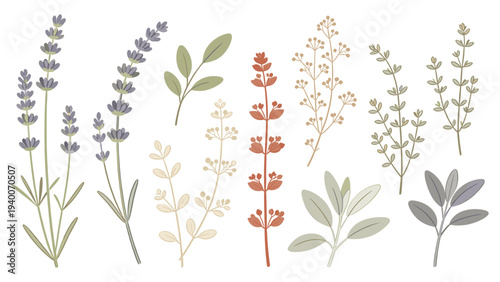 Elegant Horizontal Arrangement of Nine Botanical Species in Muted Tones and Hand-Drawn Simplicity
