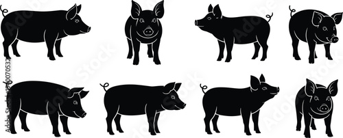Pig silhouette collection set with different standing poses, farm animal black silhouettes isolated for agriculture design, livestock illustration, butcher shop branding and farming graphics
