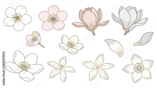 Set Element Botanical Floral Species of Magnolia Flowers Bloom Stages Simple Elegant Illustrations