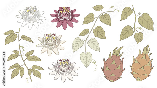 Stylized Botanical Illustration Showing Stages of Flowering, Leaves, and Fruit Growth in Simplified Design