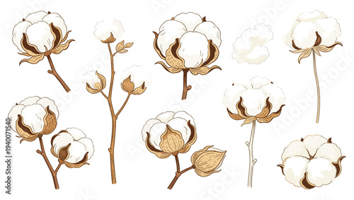 Set of nine cotton plants in growth stages botanical floral species illustration _0926860235.eps