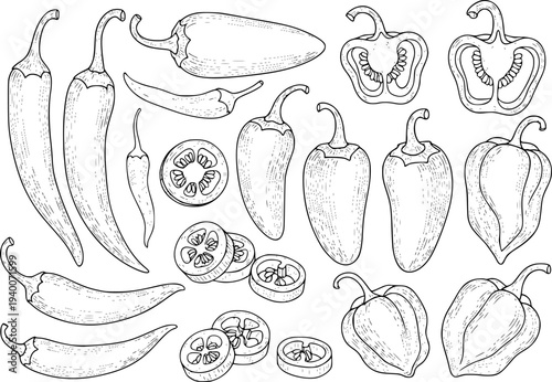 Hand Drawn Chili Peppers Collection Whole Sliced and Halved Isolated White food ingredient