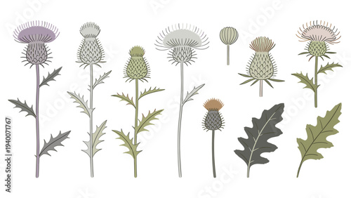 Bud to Full Bloom Botanical Growth Development with Purple, Gray, Green, White, and Pink Floral Variations