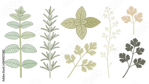 Seven Botanical Plant Illustrations in Horizontal Arrangement Showcasing Diverse Leaf Structures and Color Palettes