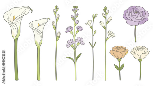 Horizontal Botanical Floral Set with CallaLily Lavender BabyBreath Rose PeachRose CreamRose WhiteRose DigitalIllustration