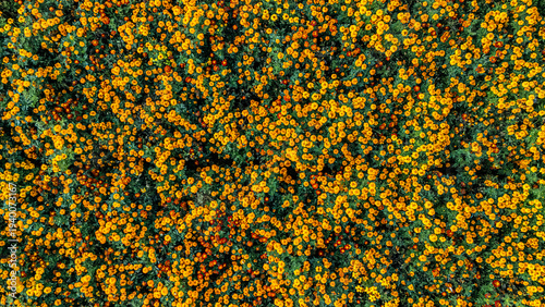 Aerial drone view of marigold flowers fields farm, orange marigolds flowers colorful background, typical Dutch agriculture landscape, the Netherlands