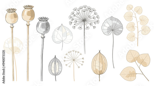 Educational and Decorative Collection of 13 Botanical Illustrations Featuring Diverse Plant Species in Line and Shaded Styles Across Three Rows