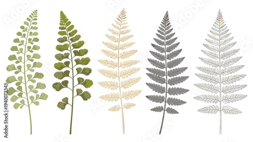 Set Element Botanical Ferns in Vertical Arrangement Studio Botanical Illustration Species Group Vertical Greenhouse Front View