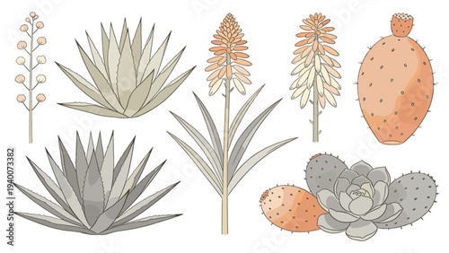 Botanical arrangement of eight distinct plants featuring succulents, cactus, rosette patterns, columnar forms, bulbous shapes, and desert flora in a clean white design for horticultural use
