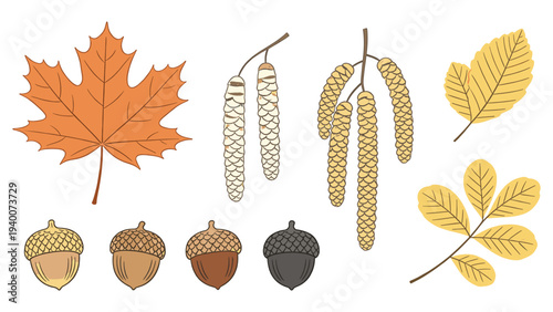 Diverse Botanical Illustrations Featuring Maple Leaves, Acorns, and Catkins in Natural Detail Arranged in Three Groups