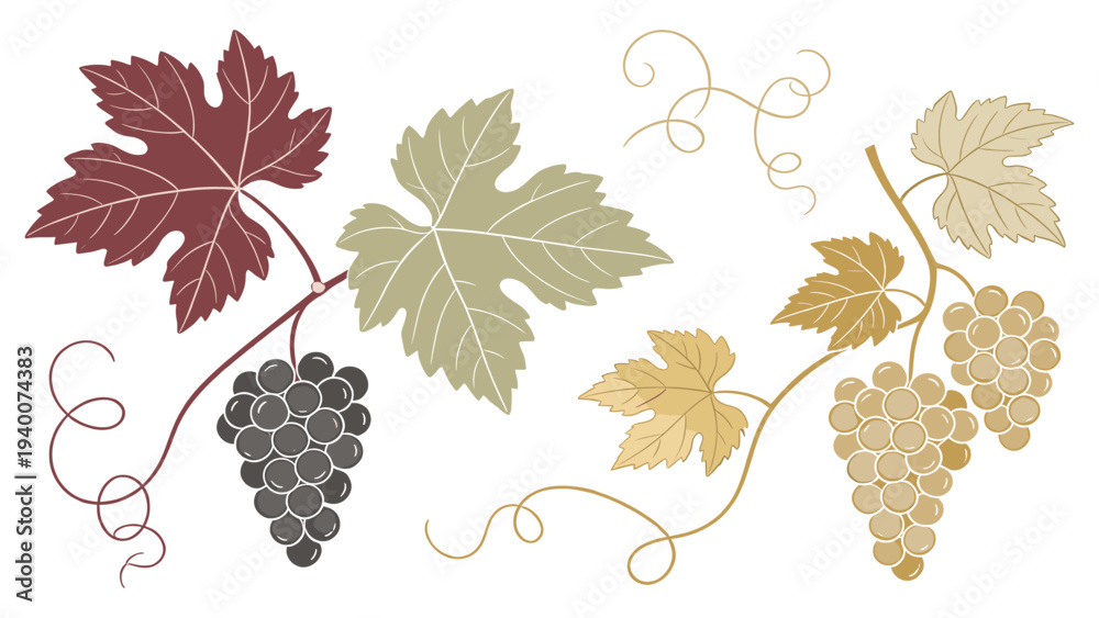 Fototapeta premium Set element botanical grapevine illustration showcasing autumnal abundance with four grapebunches and leaves in vibrant hues