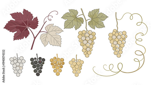 Digital illustration set of botanical grape clusters and leaves arranged in three rows, minimalist vector design elements for graphic use
