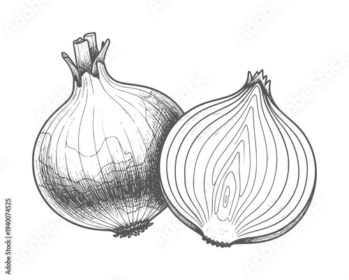 Hand drawn of a whole onion and a halved onion food vegetable black white