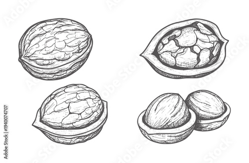 Hand drawn of walnuts in various stages of opening and whole food healthy organic