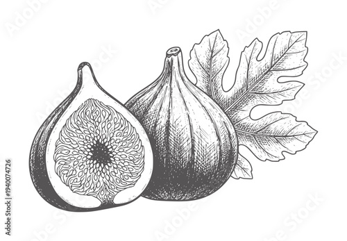 Hand drawn of two ripe figs one cut in half with seeds and leaves fruit food healthy
