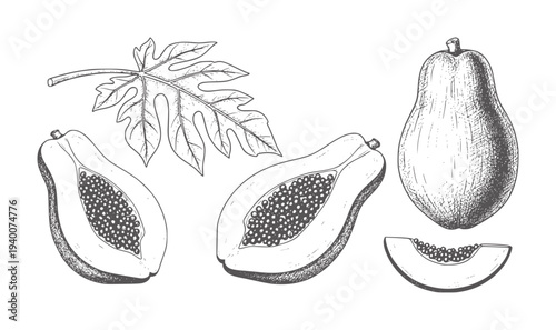 Hand drawn papaya fruit whole sliced and leaf tropical food nature