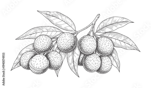 Of lychee fruit cluster with leaves branch vintage