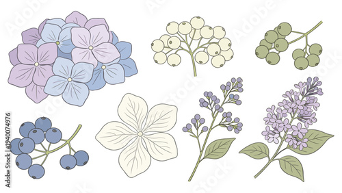 Botanical Floral Illustrations Collection Featuring Hydrangeas, Lilacs, and Berries in Vibrant Arrangement