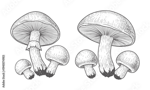 Two groups of black and white mushroom with varying sizes fungi vintage nature forest