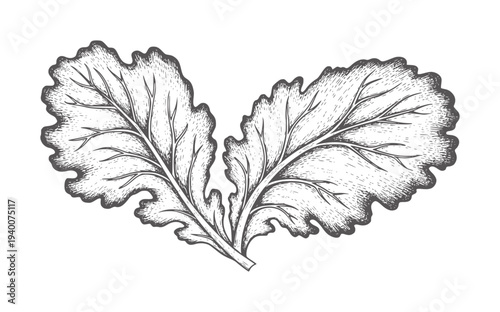 Vintage botanical of two kale leaves with veins nature