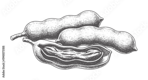 Vintage of three tamarind pods one split open revealing pulp fruit seed