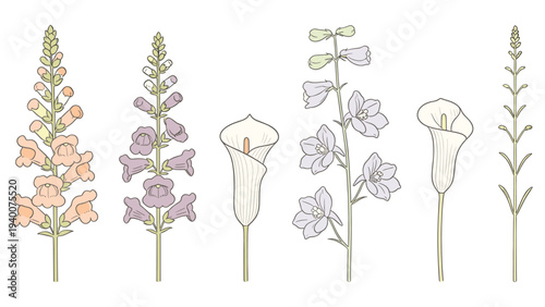 Vibrant Botanical Illustration of Six Unique Flower Species in Horizontal Arrangement with Colorful Petals and Stems for Botanic and Floral Graphic Design Composition