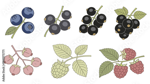 Blueberries, Blackcurrants, Blackberries, Raspberries, Hops, Leaves & Stems in Floral Arrangement