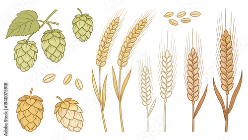 Botanical Illustration of Hops, Cones, Leaves, Seeds, Grains, Stalks and Brewing Stages