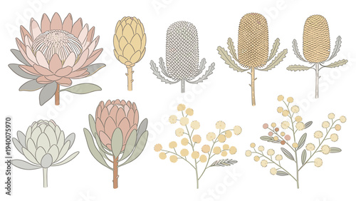 Botanical Floral Species Set Element with Distinct Colored Flowers in Arranged Rows