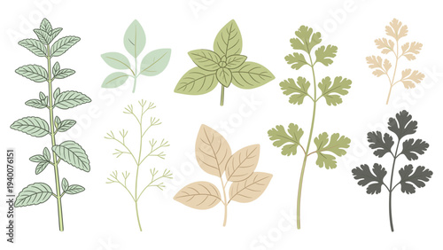 Seven Botanical Illustrations Displaying Varied Leaf Structures, Colorful Palette, and Balanced Arrangement on Clean Background