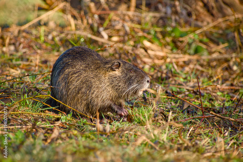 Fotografi Coypu nutria standing on grass among dry vegetation