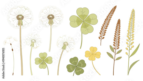 Set Element Botanical Floral Species Display 12 Diverse Plants Dandelion Clover Buttercup Grasses in Growth Stages